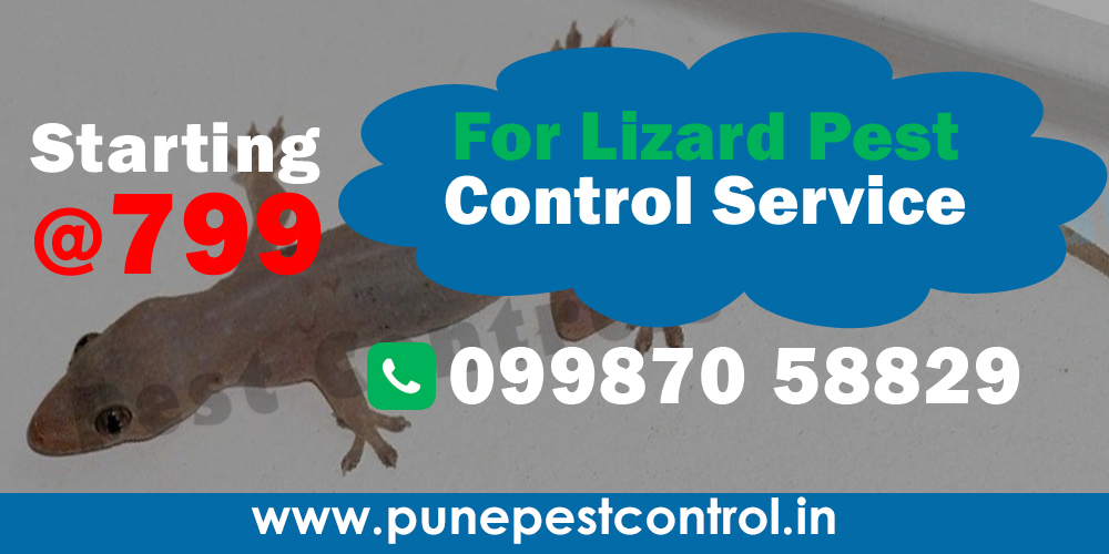 Lizard Pest Control